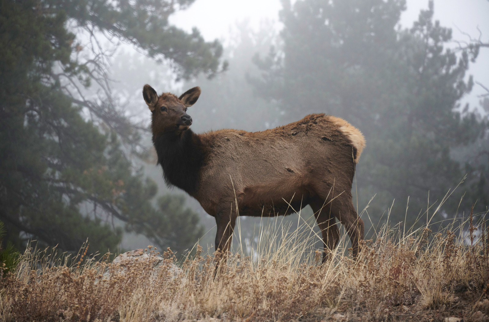 Elk