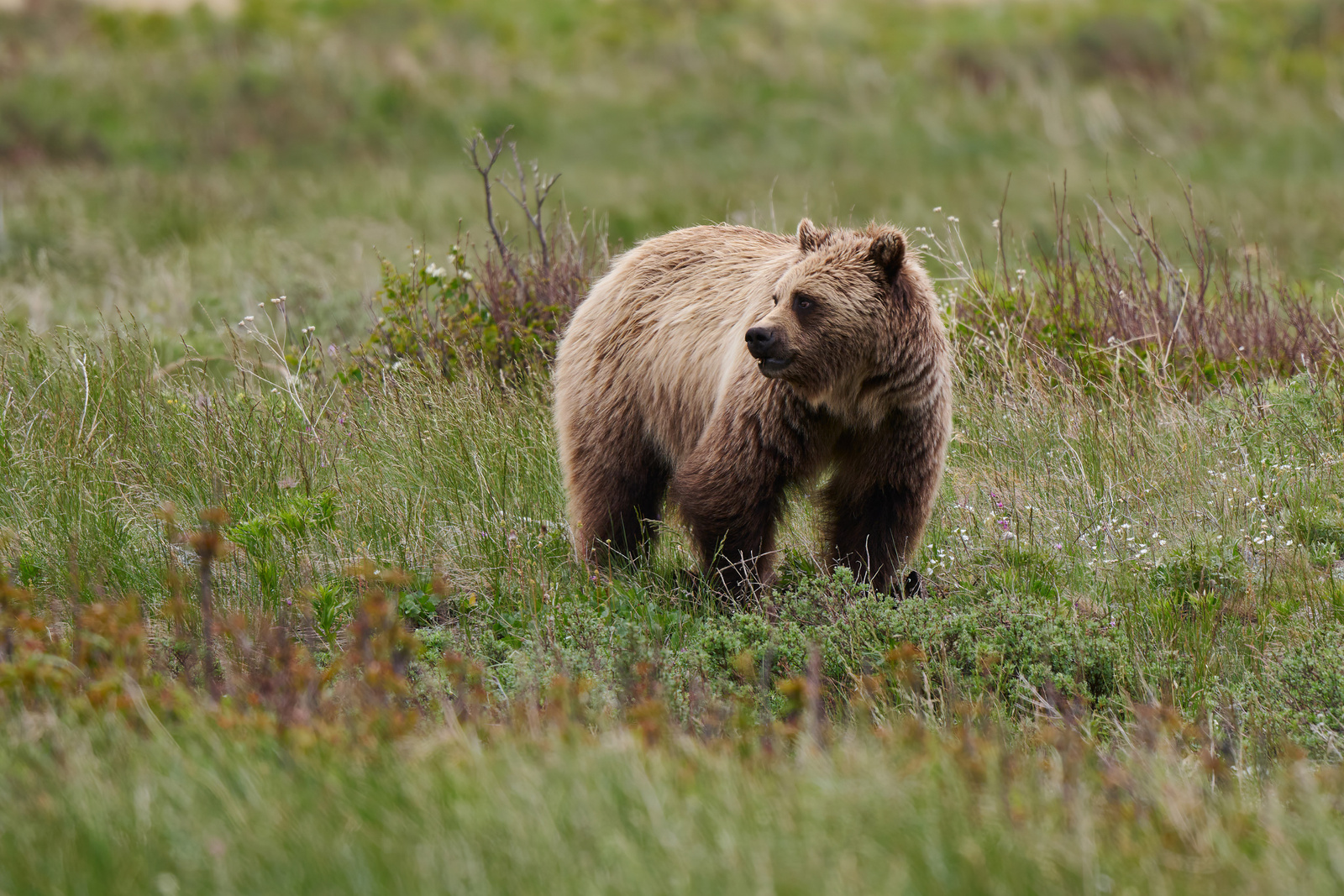 Grizzly Bear | Photography | Kevin Restaino