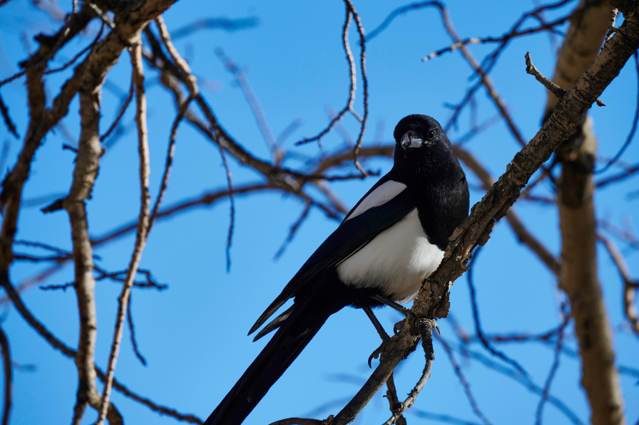 Black-billed Magpie