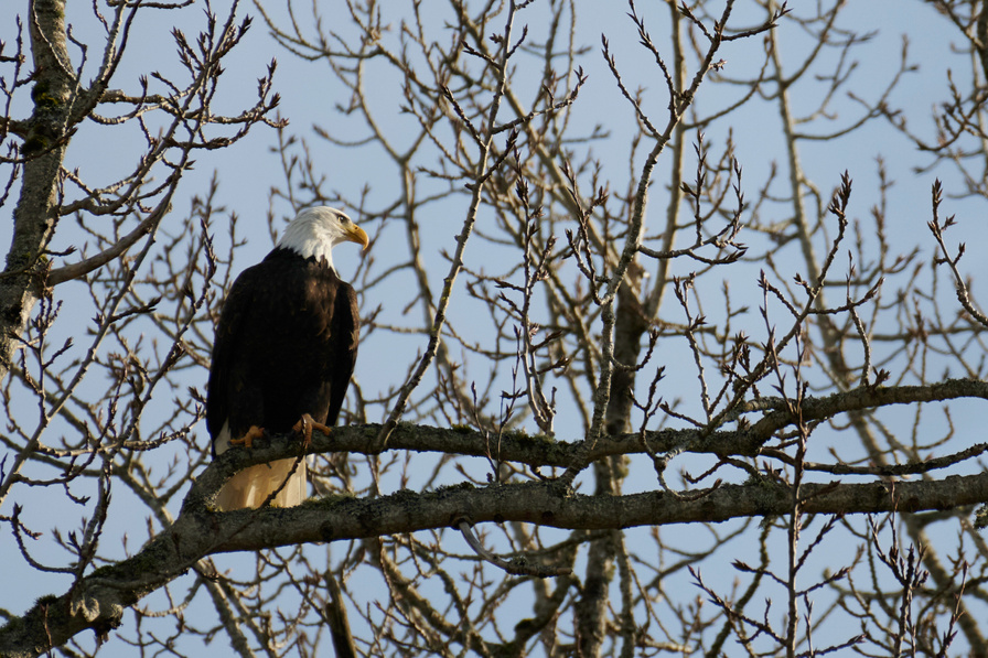 Bald Eagle