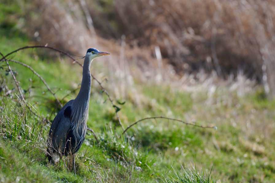 Great Blue Heron
