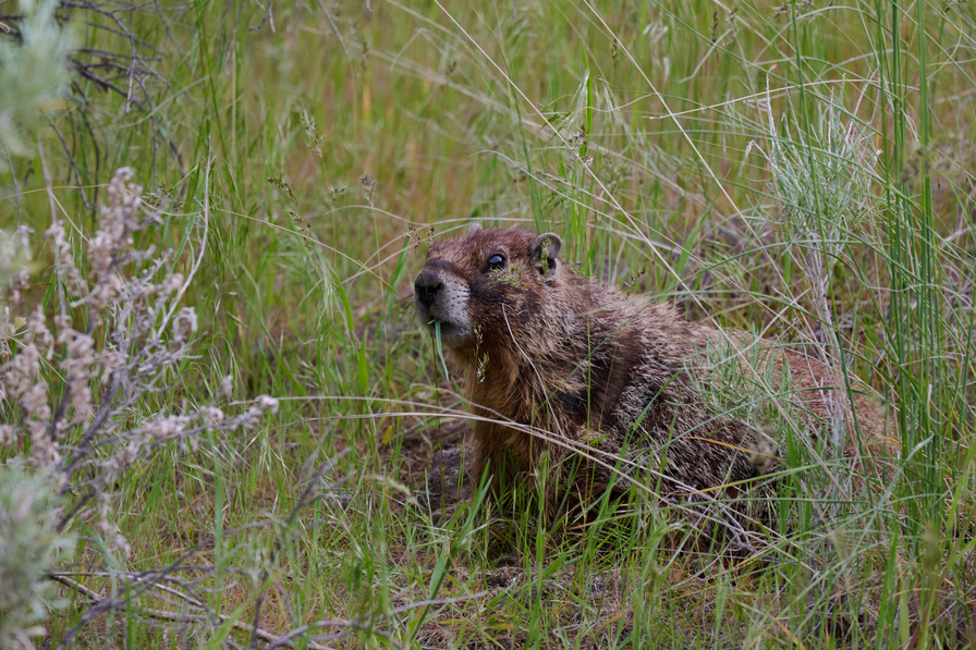 Marmot