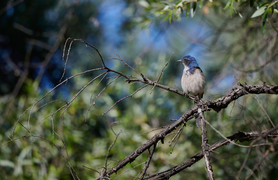 Woodhouse’s Scrub-Jay